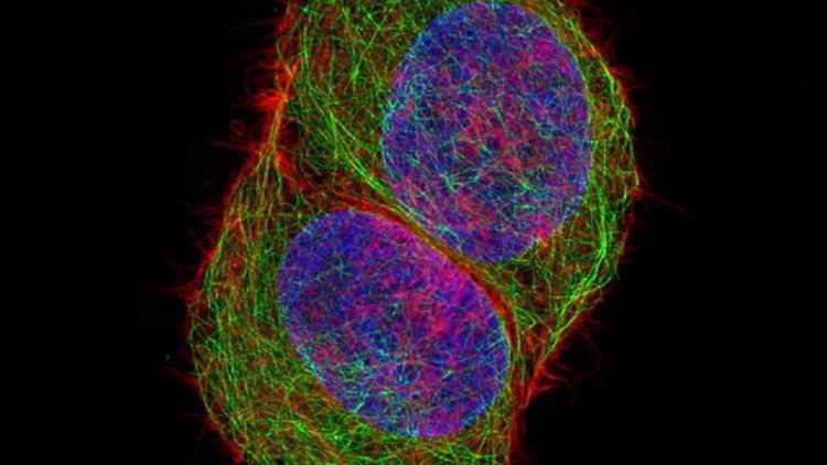 西宁共聚焦显微镜