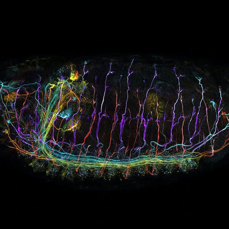 西宁共聚焦显微镜